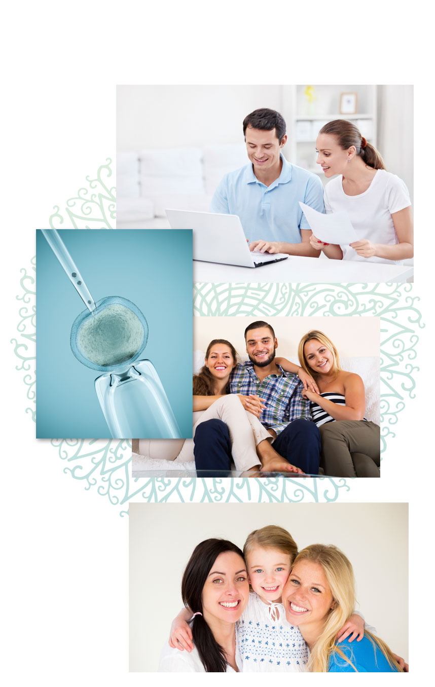 The Egg Donors Process